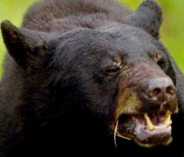 black-bear-agressive-male
