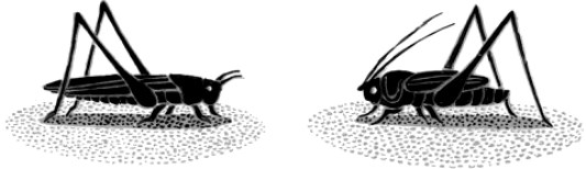 grasshopper-vs-cricket