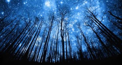 night-trees-and-stars