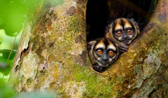 owl-monkeys-yasuni-natpk-ecuador-by-tim-laman