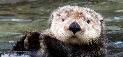 Sea Otter crop