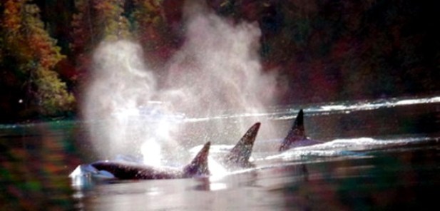 orca_whales