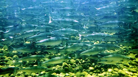 salmon-run-vancouver-island
