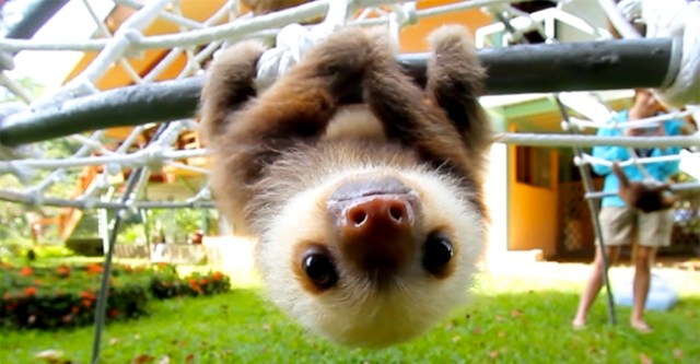 sloth-hanging-around