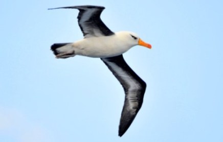 campbell_albatross-new-zealand