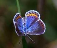 el-segundo-blue-butterfy