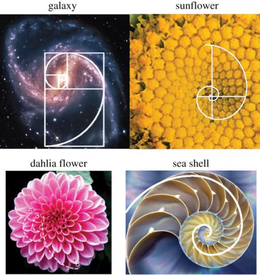 fibonacci-in-nature