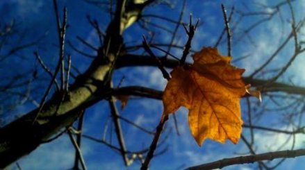 last-autumn-leaf