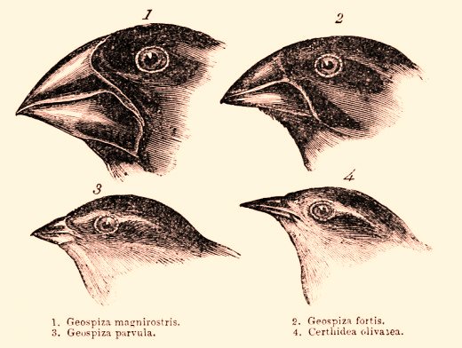origin-of-species-galapagos-finches-illustration
