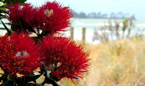 pohutukawa-nz-christmas-tree-lrbarrett-tahunanui-beach-nelson