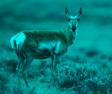 pronghorn-antelope-female