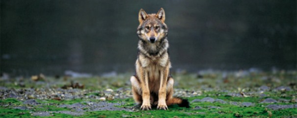 vancouver-island-wolf-canis-lupus-crassodon-by-ian-mcallister