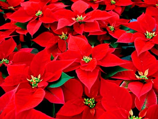 poinsettias