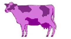 purple-cow