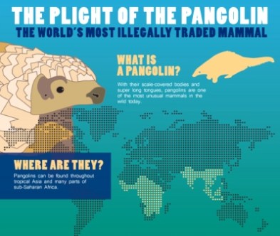 pangolin-day-info-poster