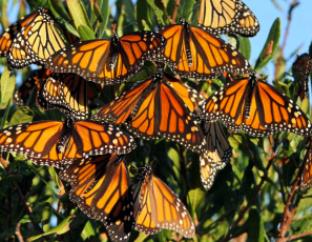 western-monarch-butterflies-dale-gerhard-natgeo
