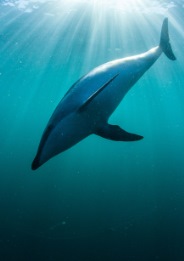 dolphin