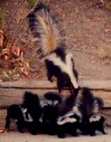 mama-skunk-and-babies